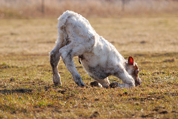 Newborn calf stock photo