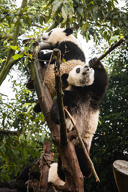 istock Giant panda bears cubs playing in tree 461882401