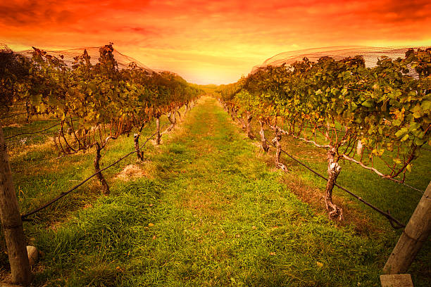 azienda vinivola - vineyard in a row crop california foto e immagini stock