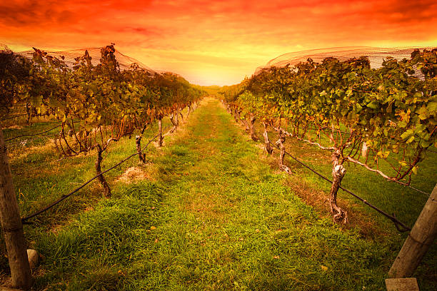 виноградник - vineyard napa valley agriculture sunset стоковые фото и изображения