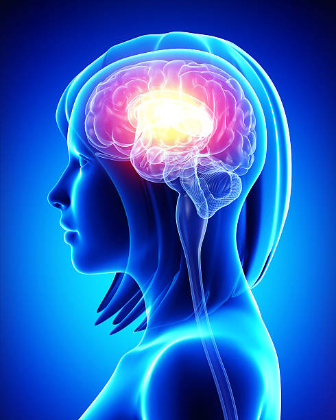 istock Illustration of a MRI style visualization of a female brain 461883303