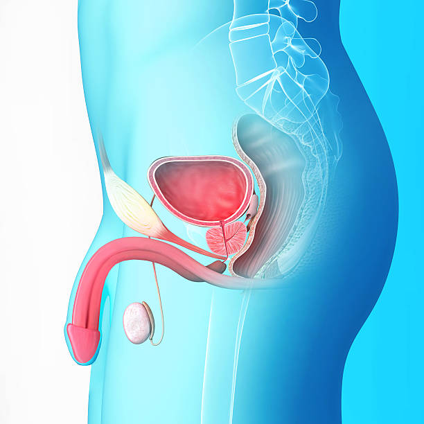 istock An illustration of the male reproductive system 461883401