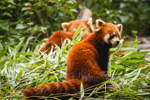 Red panda bears with long striped tail at Chengdu Research Base of Giant Panda Breeding Sichuan China