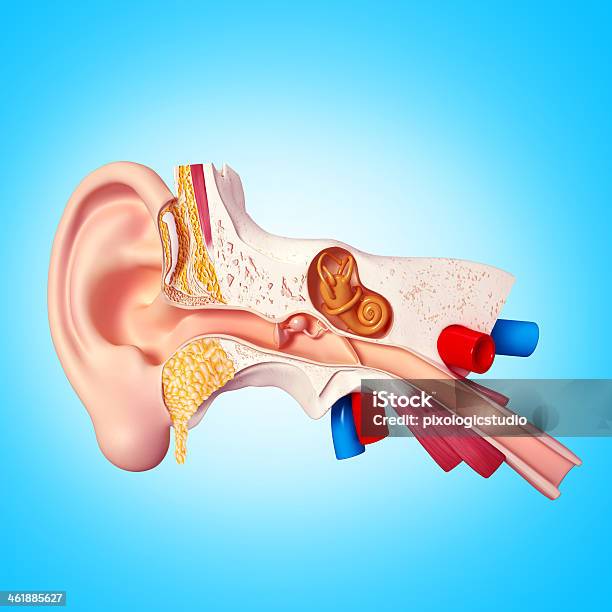 Foto de Orelha Corte View e mais fotos de stock de Trompa de Eustáquio - Trompa de Eustáquio, Tubo - Objeto manufaturado, Anatomia