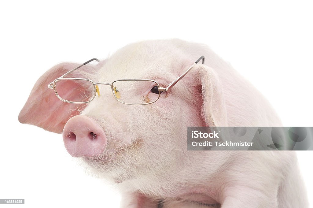 Portrait of a pig in glasses Portrait of a cute pig in glasses on white background Eyeglasses Stock Photo