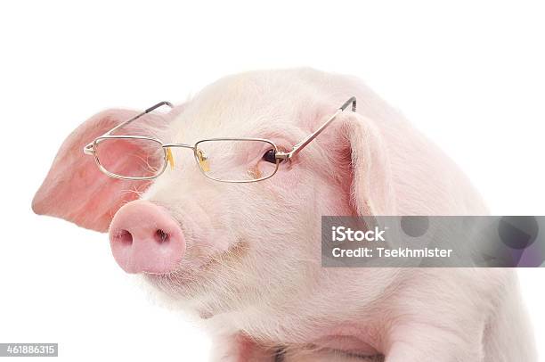 Portrait Of A Pig In Glasses Stock Photo - Download Image Now - Eyeglasses, Pig, Agriculture