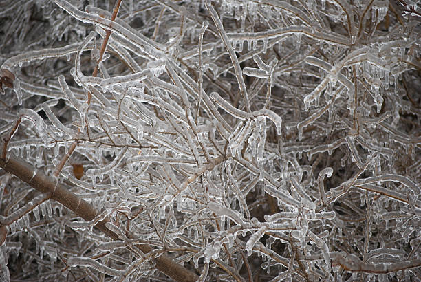 Tree Branch Berries Covered in Ice after Winter Storm stock photo