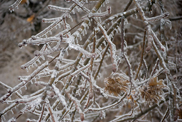 Tree Branch Berries Covered in Ice after Winter Storm stock photo