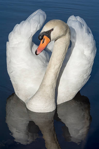 Swan Front View Stock Photo - Download Image Now - Animal Wildlife