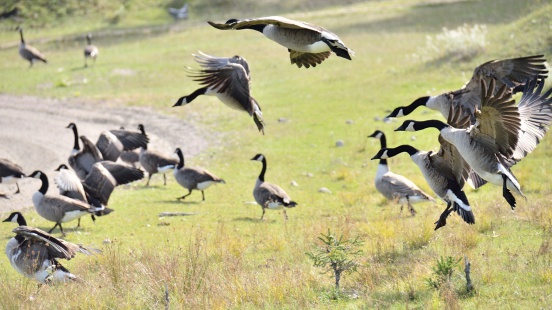 flock of geese landing in a field