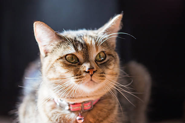 istock Closeup of Grey Tabby in Pink Collar 461887549