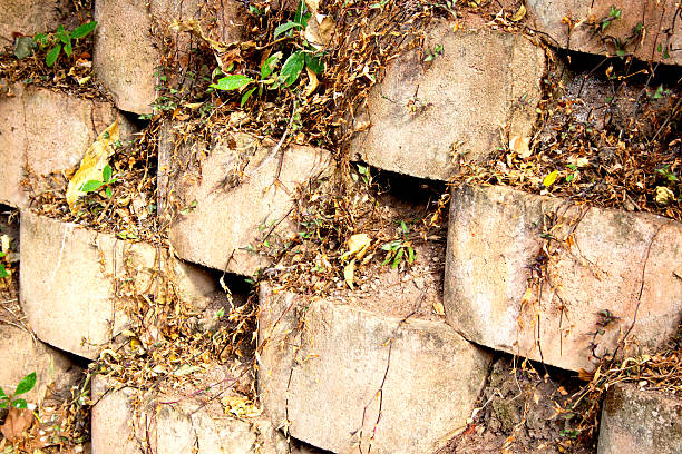 Plants Fighting For Survival In Gaps Of Linker Retaining Wall plants fighting for surviving in gaps of linker brick retaining wall linker stock pictures, royalty-free photos & images