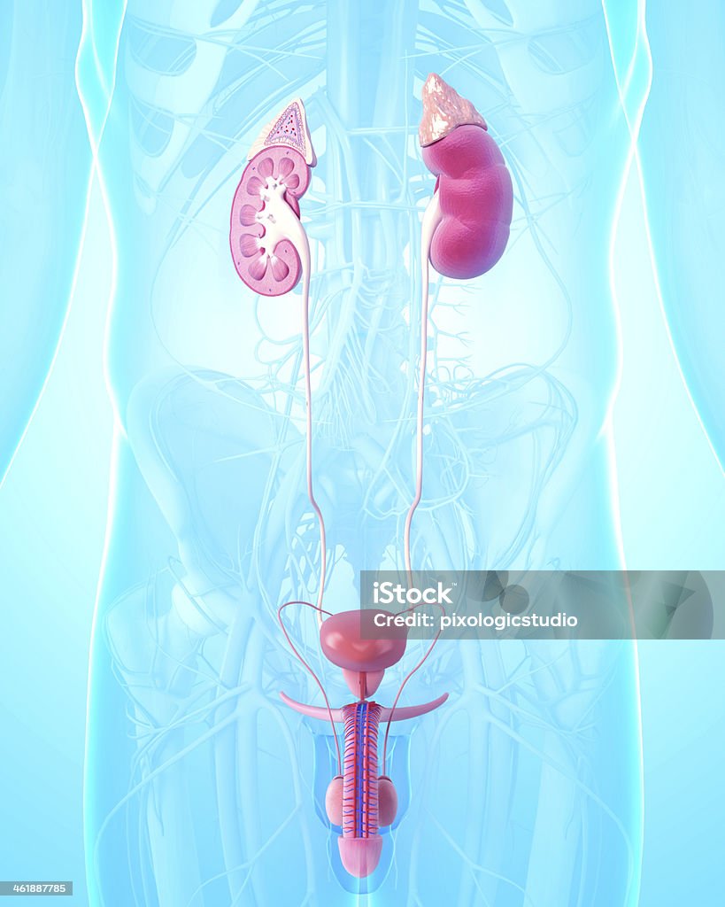 side view of human urinary system in blue Abdomen Stock Photo
