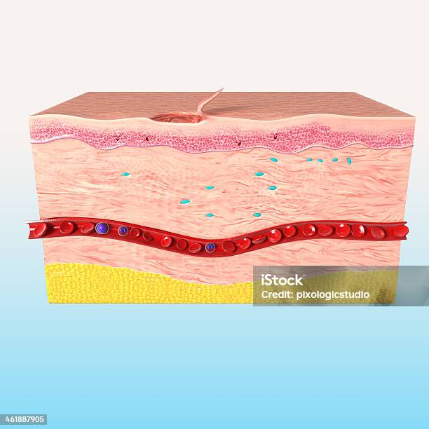 El Último Paso De Tejido Reparación De Piel Humana Foto de stock y más banco de imágenes de Corte transversal - Corte transversal, Tridimensional, Piel humana
