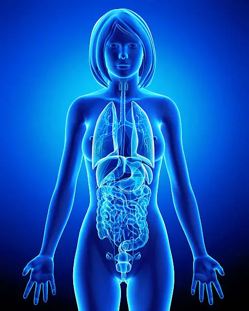 All organs of female body in blue x-ray loop