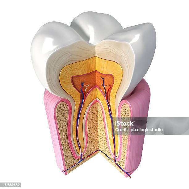 Зубы Cut Раздел — стоковые фотографии и другие картинки Анатомия - Анатомия, Machinery, Белый
