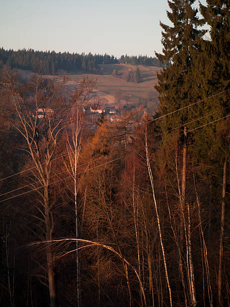 istock forest landscape of mountains 461890089