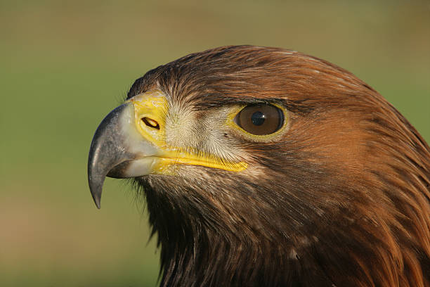 istock Golden eagle, Aquila chrysaetos 461890137