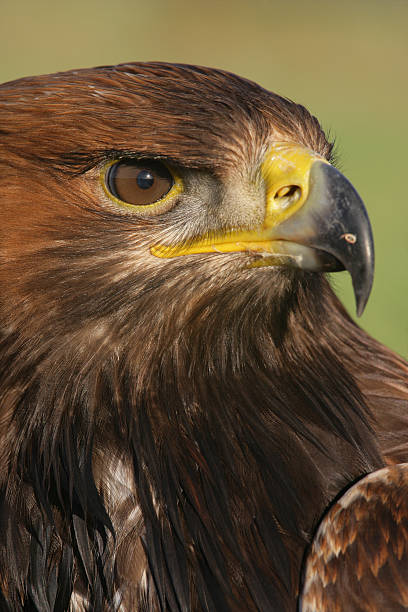 istock Golden eagle, Aquila chrysaetos 461890143