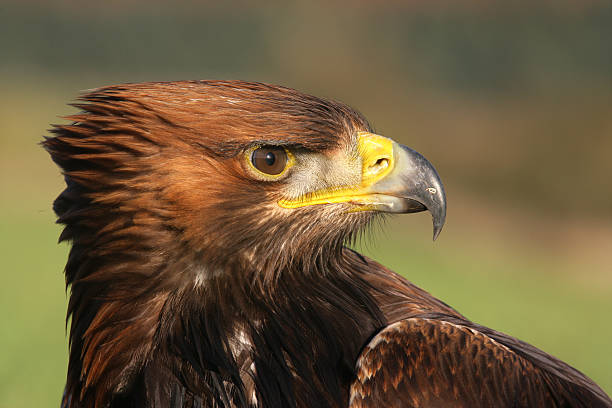 istock Golden eagle, Aquila chrysaetos 461890157
