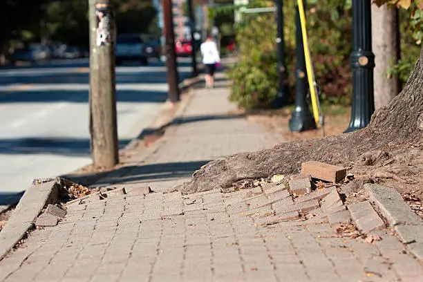 Photo of Tree Root Pushes Through Bricks Of Sidewalk In Urban Area