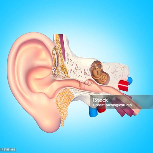 Foto de Orelha Corte Com Vista e mais fotos de stock de Anatomia - Anatomia, Barulho, Biologia