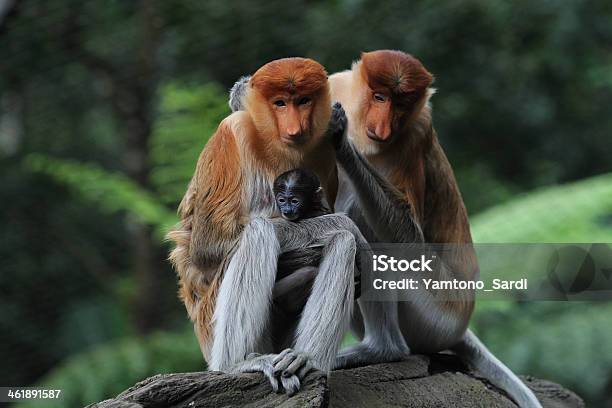 Nasenaffe Stockfoto und mehr Bilder von Nasenaffe - Nasenaffe, Affe, Asien