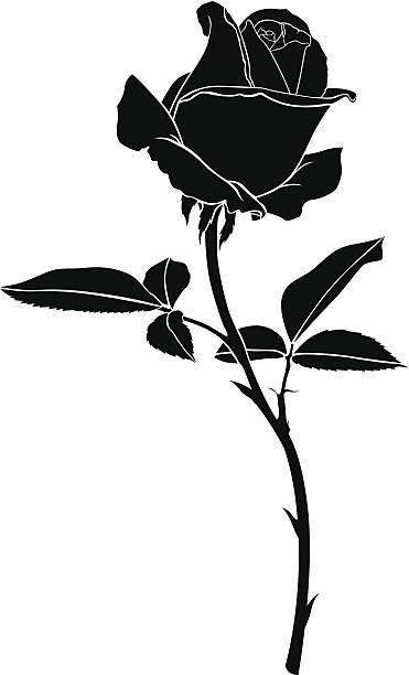 illustrations, cliparts, dessins animés et icônes de silhouette de fleur rose - rose single flower flower stem