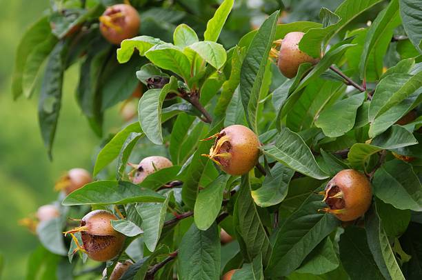 common medlar on tree common medlar on plant germanica mespilus mespilus germanica mispel stock pictures, royalty-free photos & images