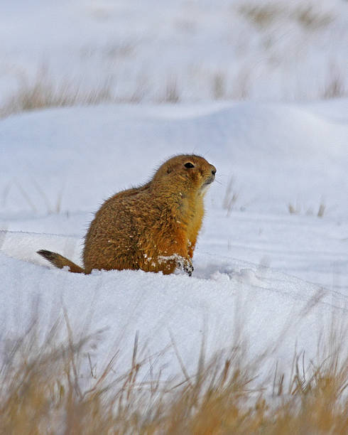 istock Black-tailed Prairie Dog in the Snow 461892791