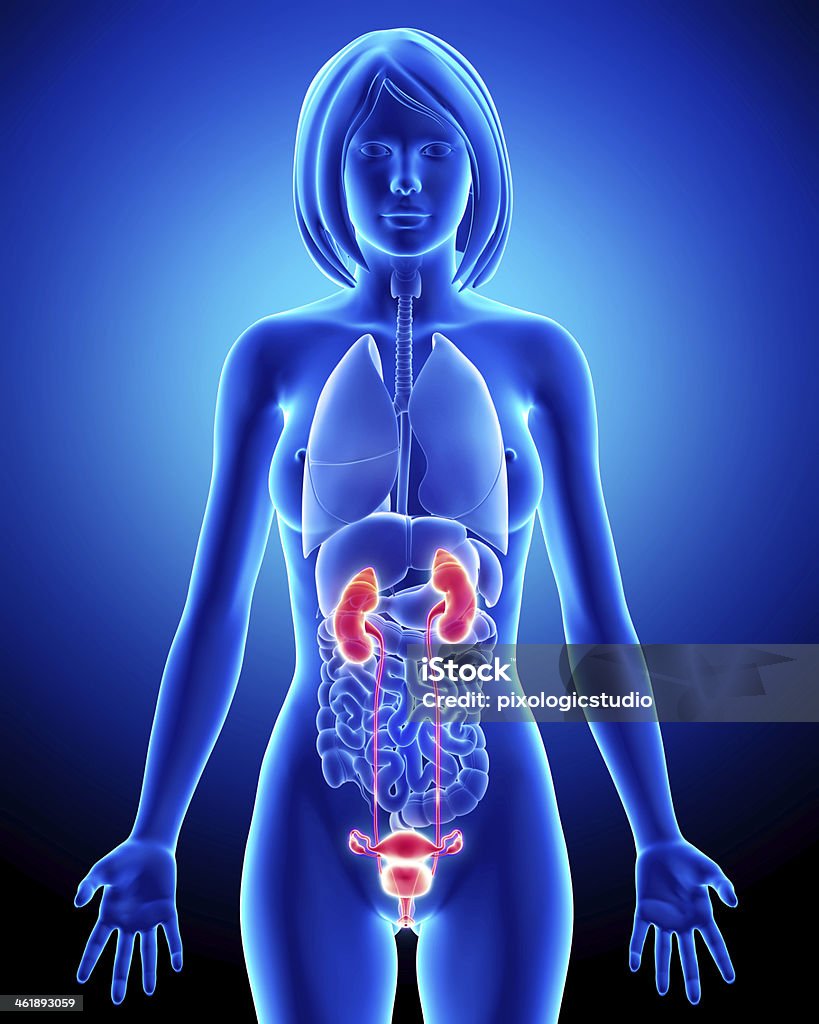 Female reproductive organs with testis Ovary Stock Photo