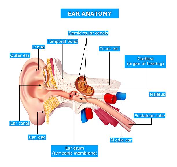 Ear Area Names 500+ 3d Human Ear Anatomy Stock Photos, Pictures & Royalty-Free Images ...