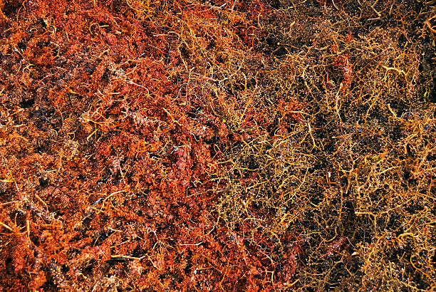 remains of grapes vinified