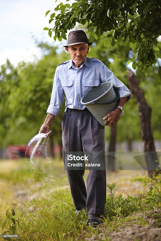 늙음 farmer fertilizing 있는 orchard - 로열티 프리 계절 스톡 사진