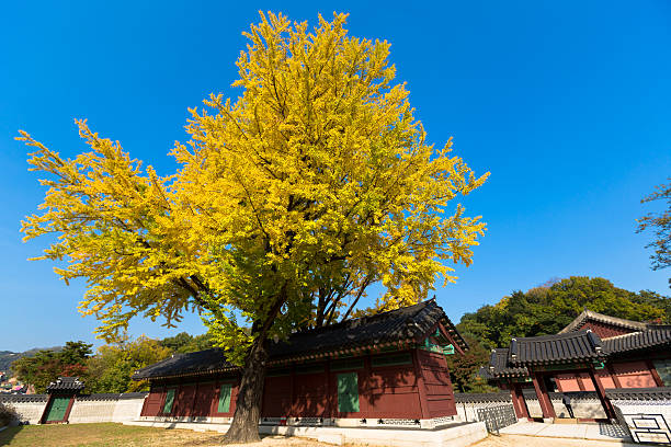 istock Autumn in Changdeok Palace 461900835