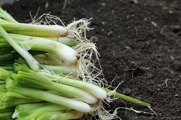 istock little organic/bio/permacu lture garden 461904019