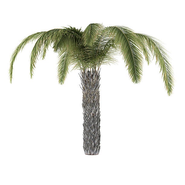 パームトリー絶縁ます。 butia capitata - palm tree tree isolated landscaped ストックフォトと画像