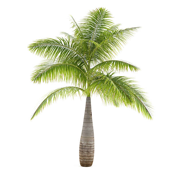 istock Palm tree isolated. Hyophorbe Lagenicaulis 461904405