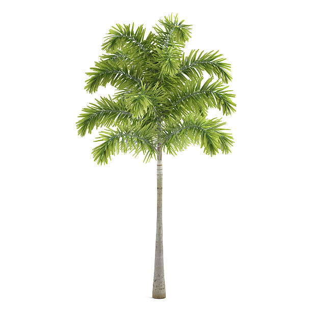 palma albero pianta isolato.  wodyetia - picturesque america or the land we live in foto e immagini stock