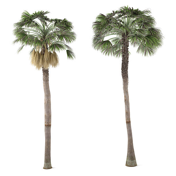 istock Palm plant tree isolated. Washingtonia Robusta 461904469