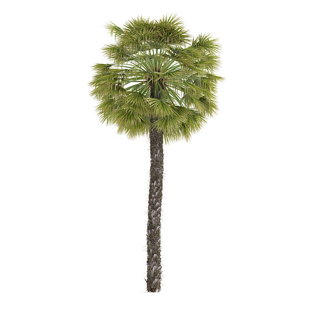 ヤシの木の絶縁植物ます。 trachycarpus - palm tree tree isolated landscaped ストックフォトと画像