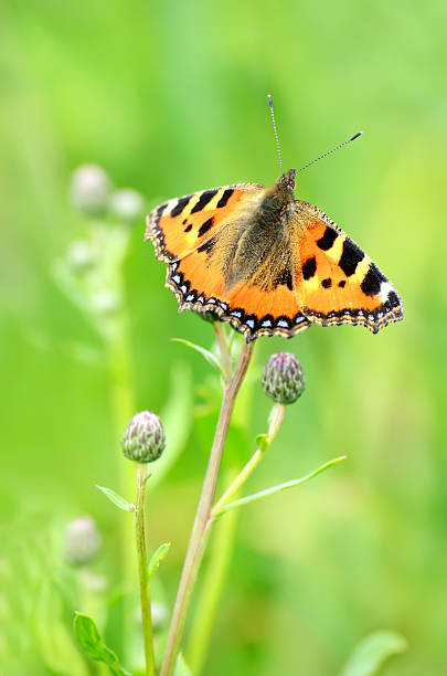 istock Aglais urticae butterfly on flower 461904945