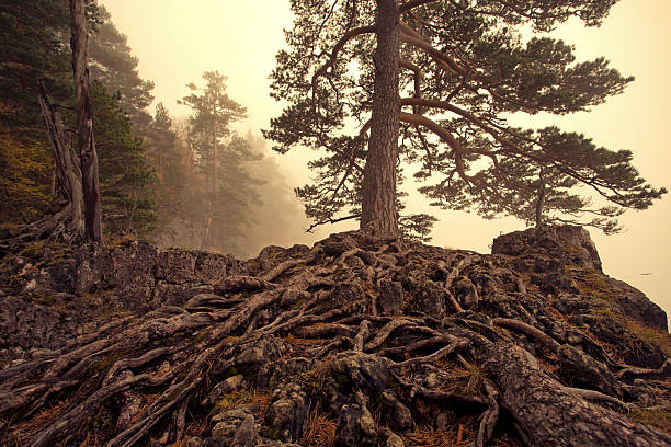 Mysterious Landscape For a Fairy-Tale.