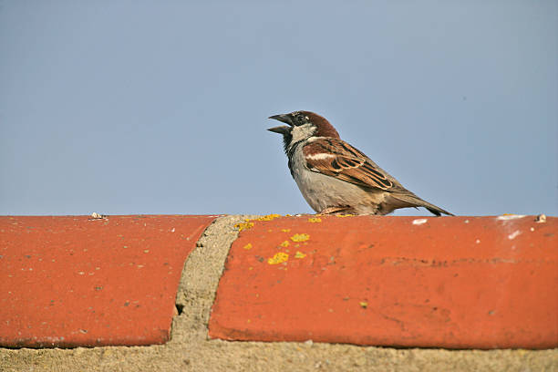 istock House sparrow, Passer domesticus, 461906853