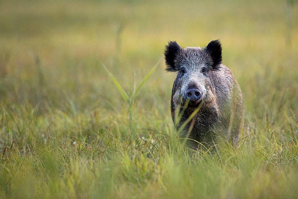 istock A wild boar looking straight ahead in a field of grass  461907019