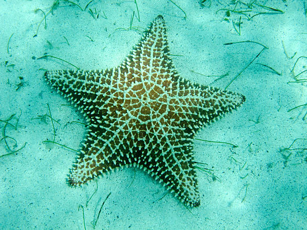 Coussin Sea Star du détail, Tobago, parc marin. - Photo