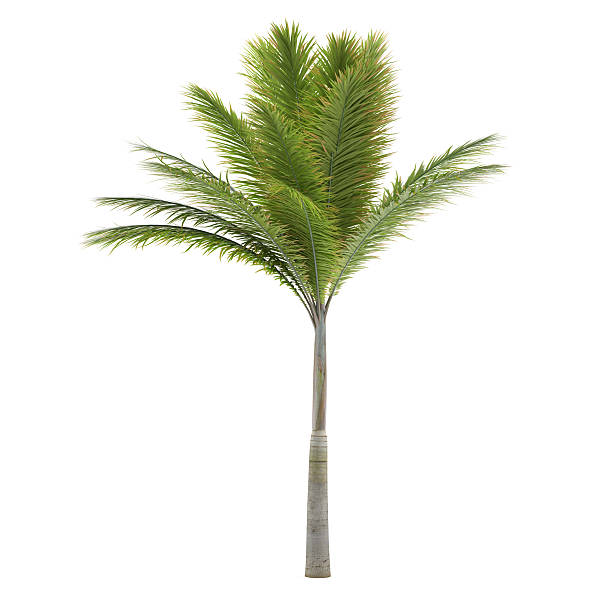 パームトリー絶縁ます。 archontophoenix - palm tree tree isolated landscaped ストックフォトと画像