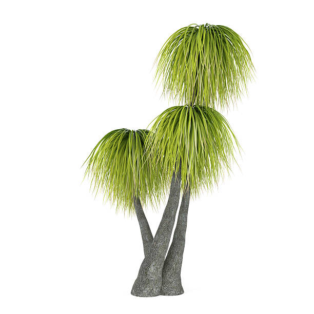 palma isolato.  beaucarnea recurvata - picturesque america or the land we live in foto e immagini stock