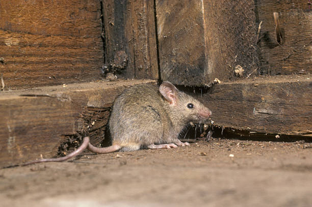 House mouse, Mus musculus House mouse, Mus musculus, single mammal in shed, UK mus musculus stock pictures, royalty-free photos & images