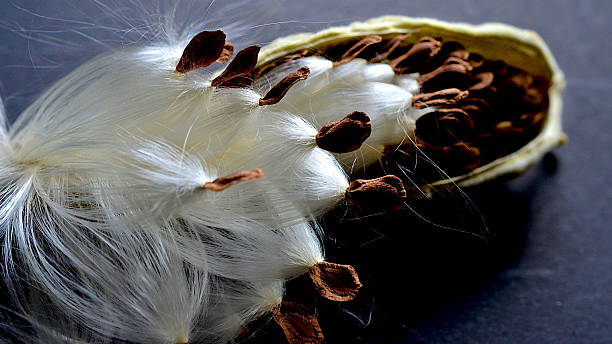 istock Milkweed - Birth of Seeds 461908249
